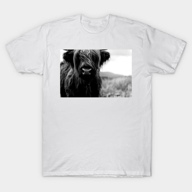 Scottish Highland Cattle Baby - Black and White Animal Photography T-Shirt by regnumsaturni